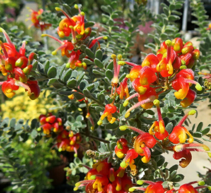 楽天市場】カリステモン(ブラシノキ) ホワイトアンザック（白花） 株