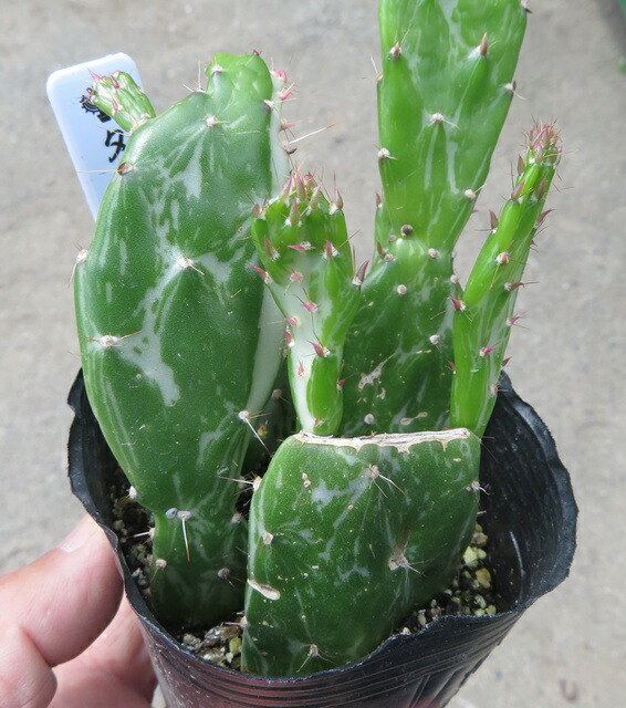 【現品】強刺オプンチア　強棘オプンチア　現地球　大丸盆（ウチワサボテン）7号３Ｙ 現品強刺オプンチア 強棘オプンチア 現地球 大丸盆（ウチワ