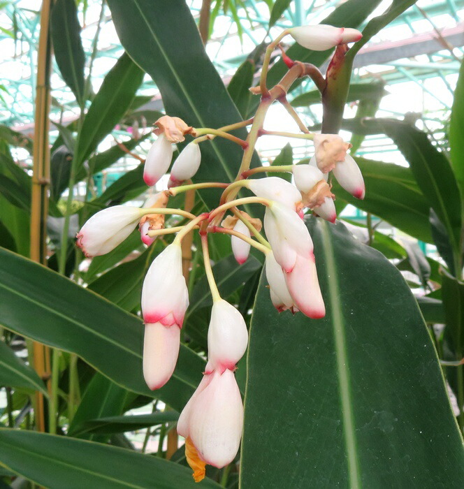 楽天市場】沖縄月桃（オキナワゲットウ） 3.5号苗(h32) : 千草園芸