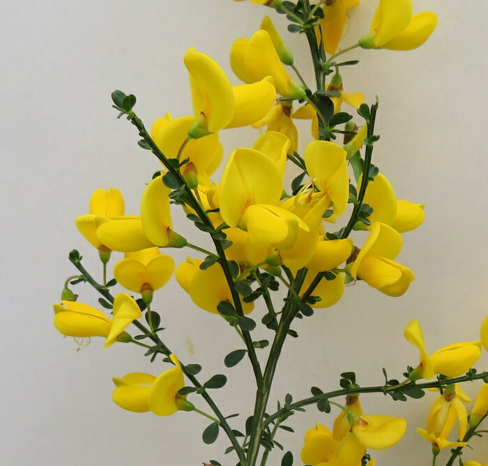 楽天市場】鉢花 観葉植物：エニシダ*6号 黒プラ 姫エニシダ