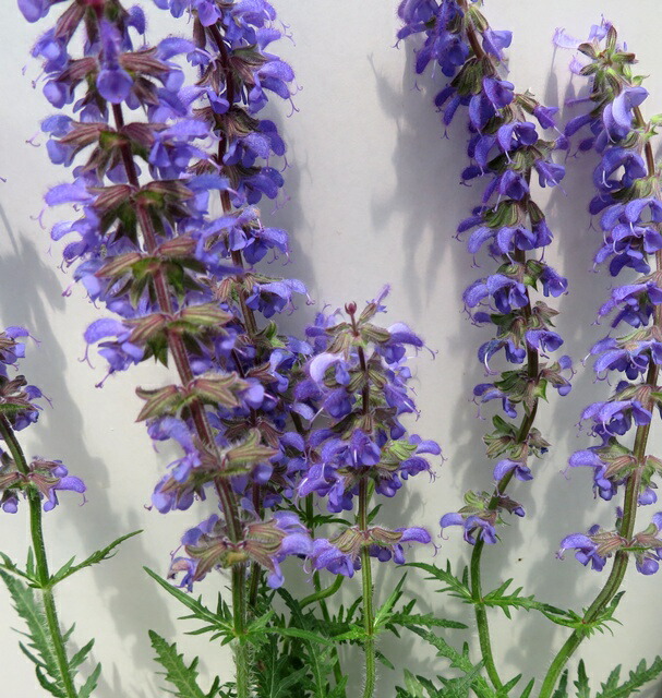 楽天市場】サルビア シナロエンシス'コスミックブルー'ポット苗（c11