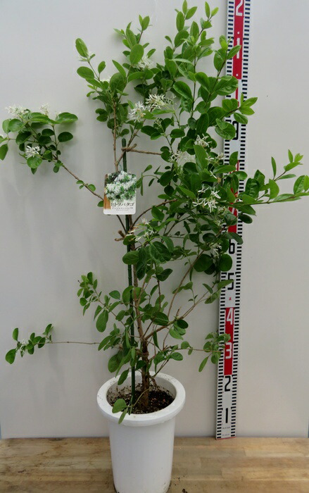 楽天市場】「現品」タコの木(タコノキ) 8号鉢植え : 千草園芸