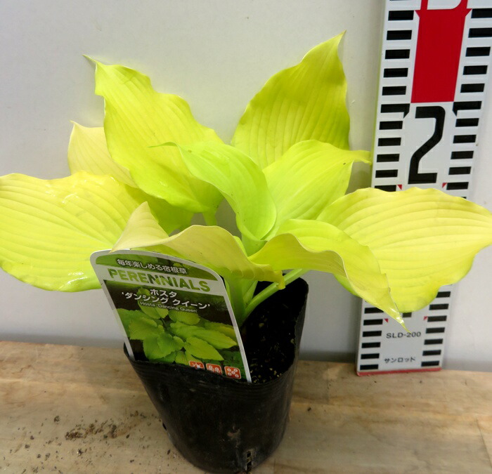 楽天市場】ギボウシ（ホスタ）ロイヤリスト 3.5号苗 : 千草園芸