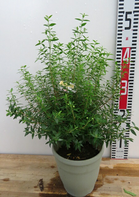 楽天市場】トキワマンサク（常磐万作） 黒美人 苗木 樹高1.7m