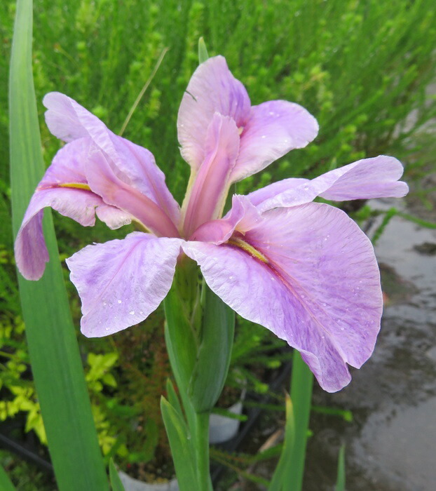 楽天市場】【12種類から選べる】ハナショウブ 4.5号苗() : 千草園芸