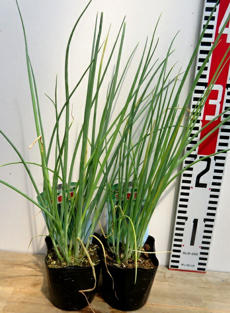 楽天市場】【2個セット】広幅ニラ苗 3号苗(J01) : 千草園芸