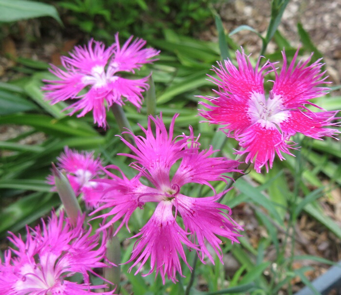 楽天市場】ナデシコ ミーティア ピンクローズ カワラナデシコ 河原撫子