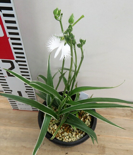 日本トキソウ【3.5号ポット】8点 日本トキソウ【3.5号ポット】8点