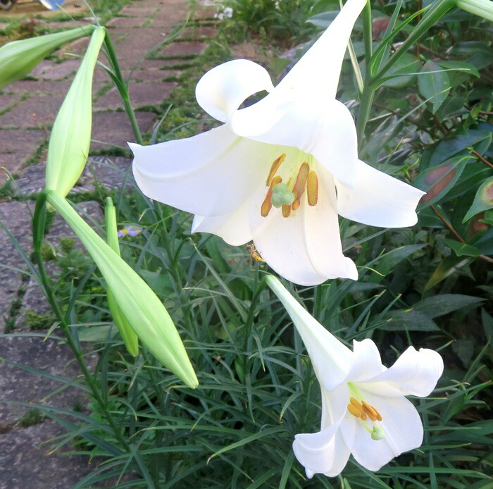 タカサゴユリ imgrc0113874814.jpg