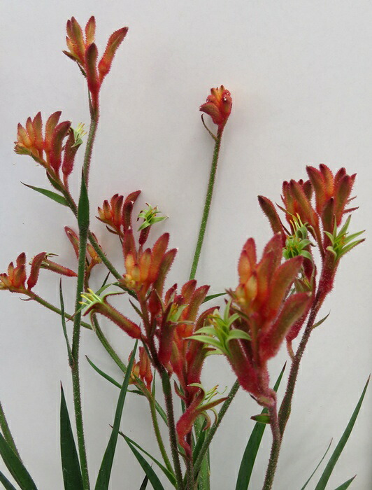 楽天市場】カンナ シュトゥットガルト オレンジ 5号苗 : 千草園芸