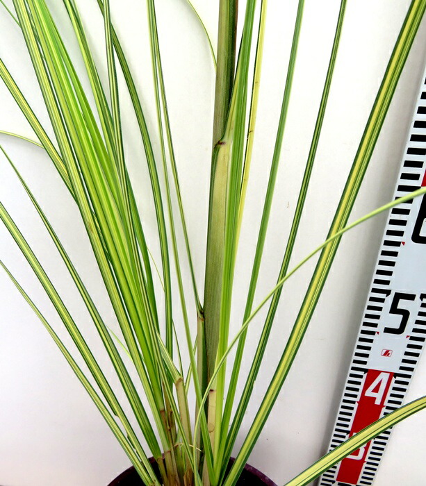 楽天市場】矮性パンパスグラス エビータ 4号ポット苗(J09) : 千草園芸