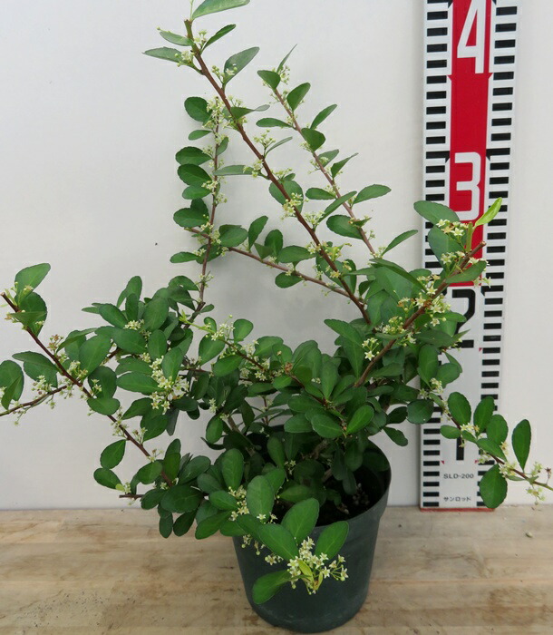 楽天市場】ブーゲンビリア ピンクパープル（桃系紫花） 5号鉢苗 : 千草園芸