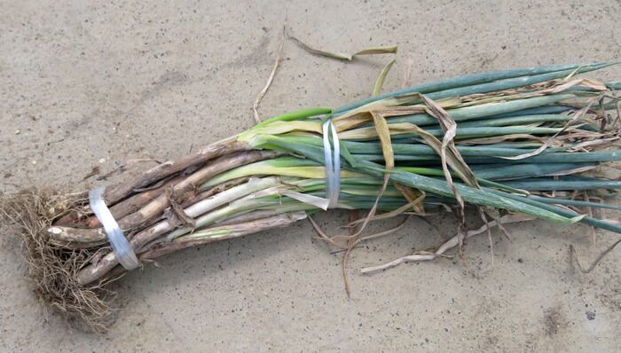 楽天市場】ねぎ苗(下仁田ネギ苗）1束40〜50本 : 千草園芸