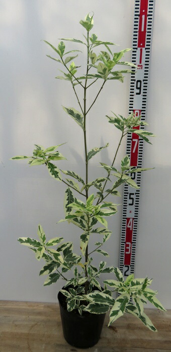 沈丁花ページ② 花図鑑 – ページ 8 – ガーデンアイランド北海道