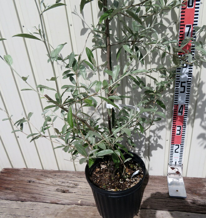 楽天市場】ビックサイズ【珍しいスタンダート仕立て・まん丸仕立て