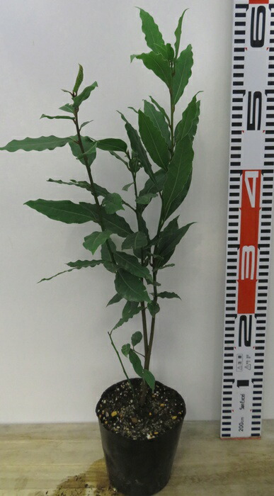 楽天市場】【現品発送】オリーブの木 オヒブランカ（ホジブランコ）大