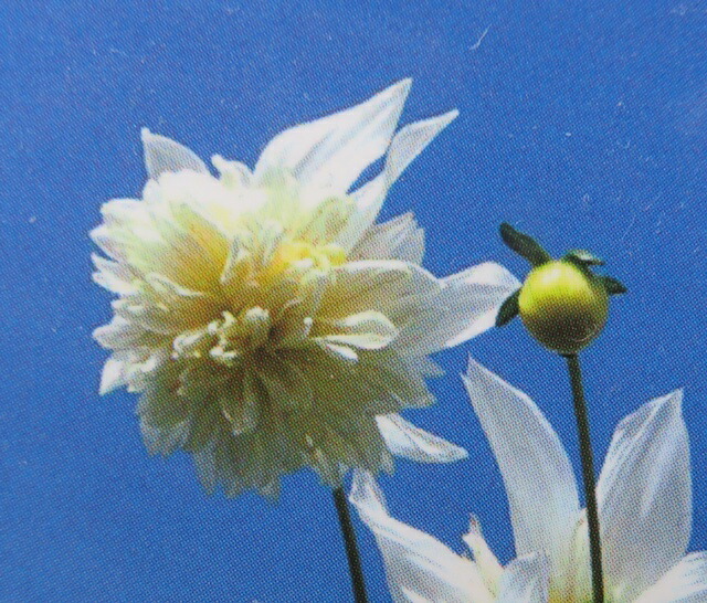 楽天市場】【現品発送】斑入りクンシラン（君子蘭）5号鉢植え「M303