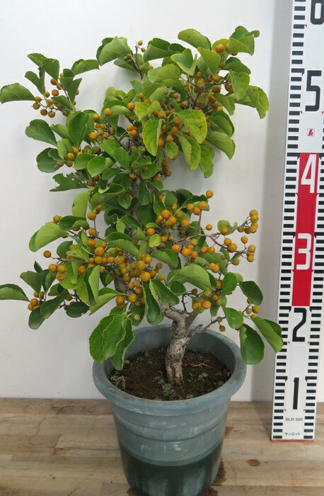 楽天市場】ツルウメモドキ （雌雄セット） 3.5号ポット苗 【ハナヒロ