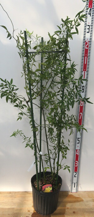 楽天市場】【現品発送】サイカス タイシルバー（タイ原産銀葉ソテツ