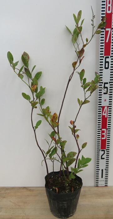 楽天市場】【選べる現品発送】コバノズイナ サライブ 9号フレグラー