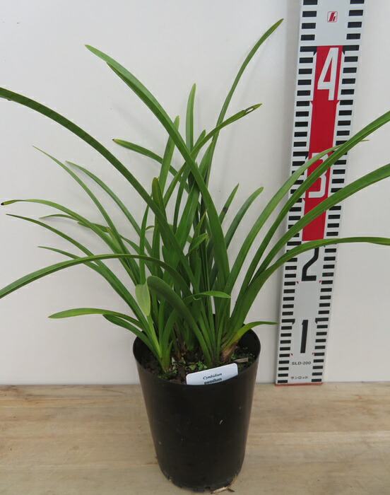 金稜辺　キンリョウヘン　月章　(4株） 東洋蘭：金稜辺（キンリョウヘン）株4号ポット* の通販 | 園芸ネット