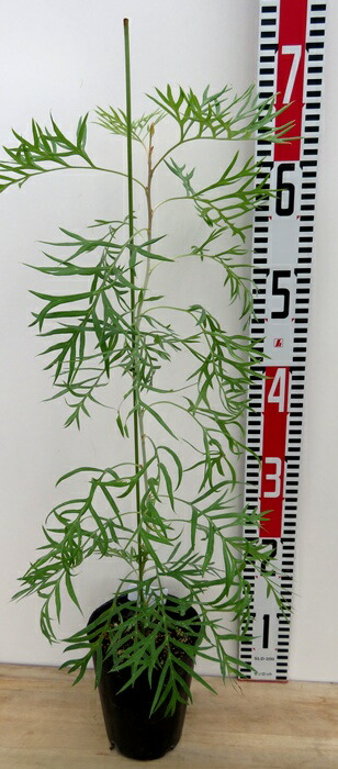 楽天市場】グレビレア プーリンダロイヤルマントル 7号樹高1.2m前後