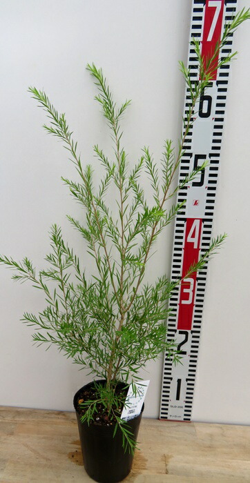 イラン、イラン。観葉植物。鉢ごと無料で発送致します。 イラン、イラン。観葉植物。鉢ごと無料で発送致します