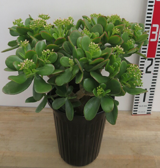 楽天市場】弁慶柱（ベンケイチュウ）サボテン 3号鉢植え 苗木 : 千草園芸