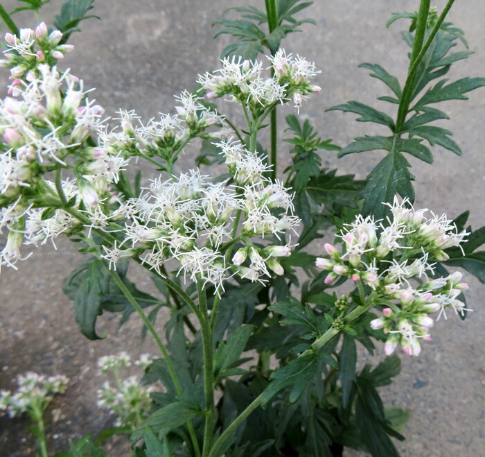 楽天市場】フジバカマ苗 赤花（桃花）4号苗(d01) : 千草園芸