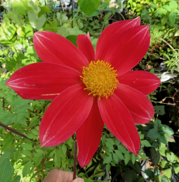 銅葉プチダリア　　ピーチラバーズ②ポット苗木村園芸　特定記録付き発送 楽天市場】予約販売 ダリア 苗 銅葉ぷちダリア ピーチラバーズ 10.5cm