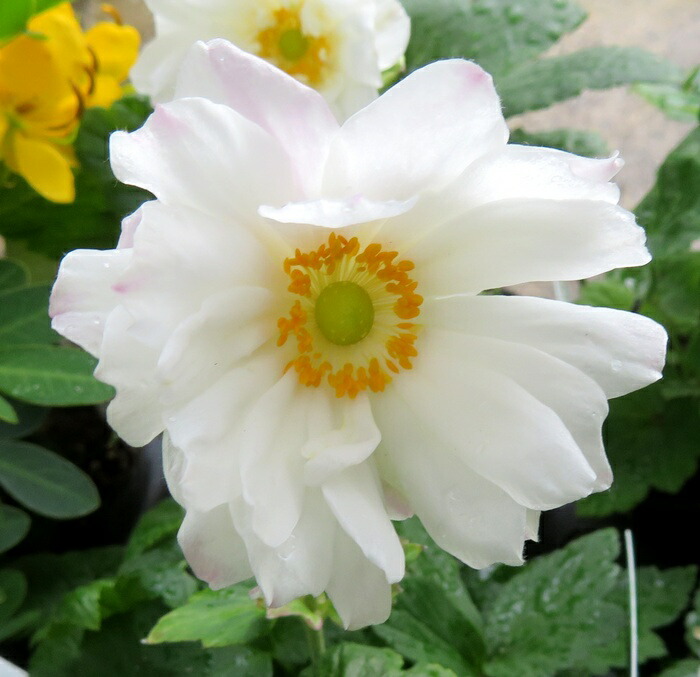 楽天市場】秋明菊（シュウメイギク） モモイロブーケ 3.5号