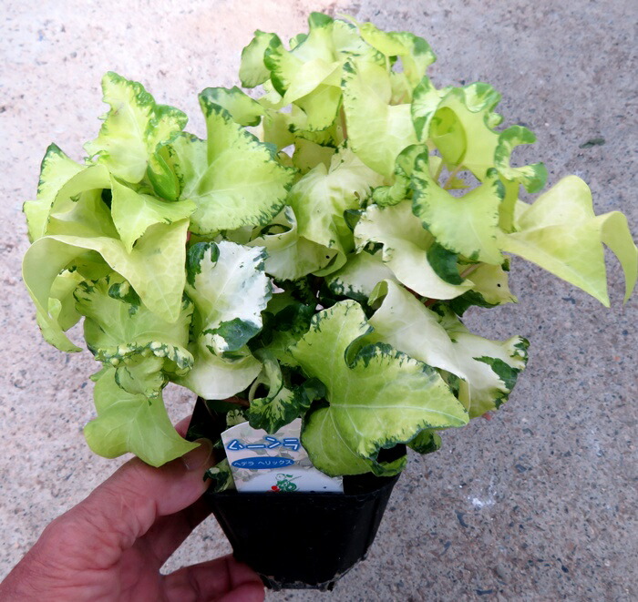 楽天市場】【現品発送M3182】ピスタチア レンティスクス 7号セラアート