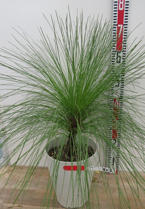 楽天市場】【現品・現物】ピニョン松・マルチネスピニョンマツ・ビッグ