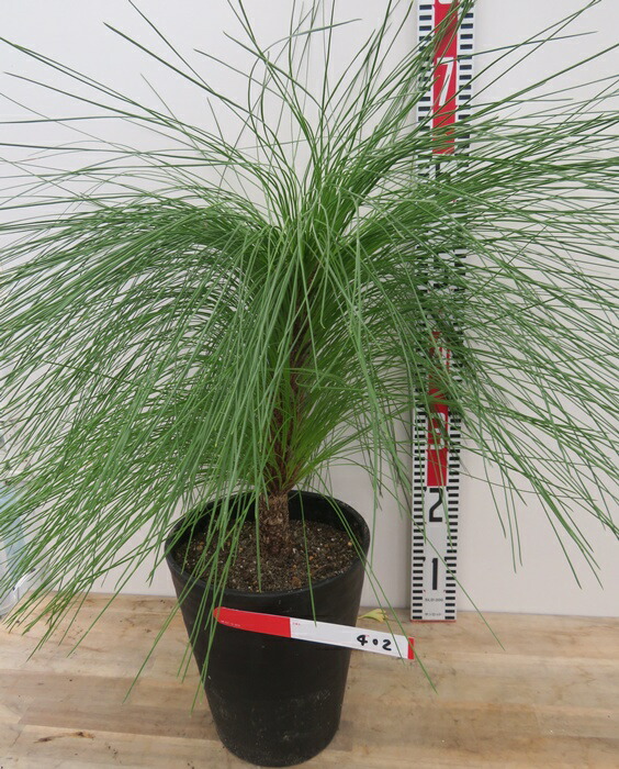 楽天市場】【現品・現物】ピニョン松・マルチネスピニョンマツ・ビッグ