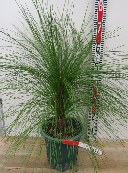 楽天市場】シラカバ(白樺) ジャクモンティー 苗木 樹高1m 5号 : 千草園芸