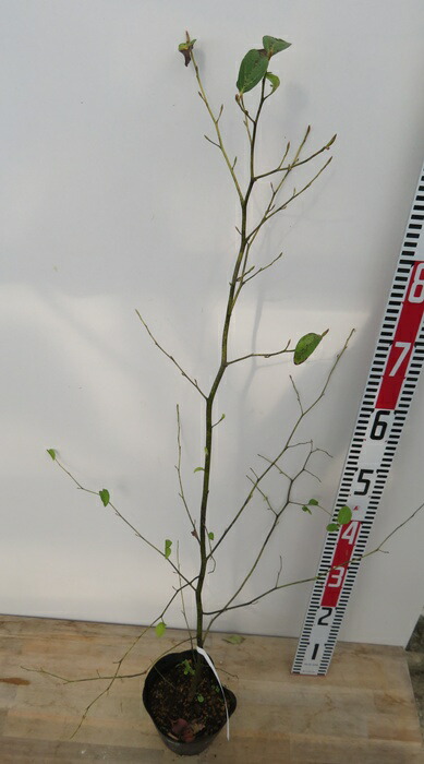 楽天市場】錦木(ニシキギ) 苗木 6号(z02-2) : 千草園芸