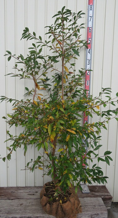 楽天市場】クロモジ（黒文字） 株立 樹高1.5m前後 露地苗 低木 落葉樹