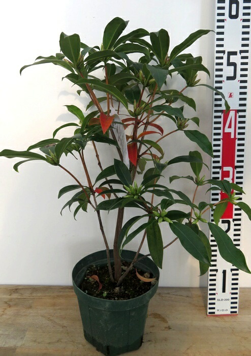 楽天市場】日本シャクナゲ 隠岐（オキ）5号鉢植え 苗木(c12) : 千草園芸