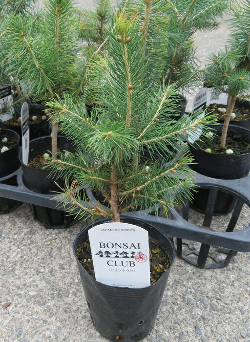 楽天市場】もみの木 苗 【ドイツトーヒー】 ポット苗 クリスマスツリー