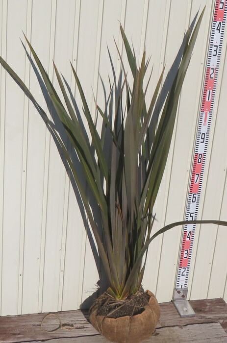 楽天市場】ニューサイラン ブラックブラック 大苗 寒さに強いカラー