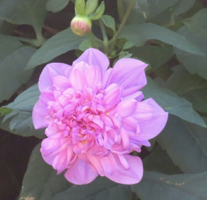 楽天市場】予約販売 ダリア 苗 銅葉ぷちダリア フレディー 10.5cm