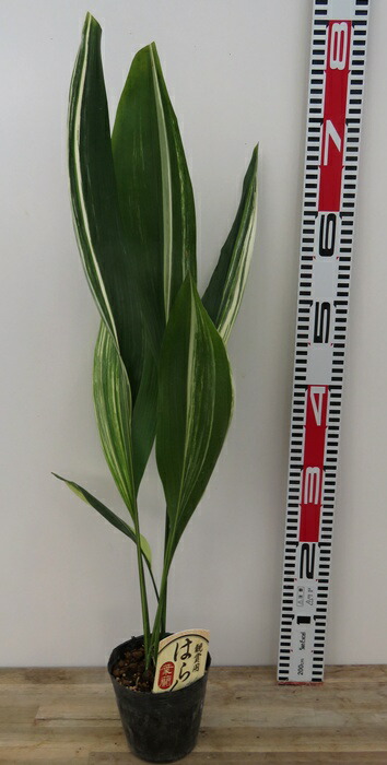 楽天市場】【現品発送】蛍斑入りハラン 夢ほたる（ユメホタル） 6号苗