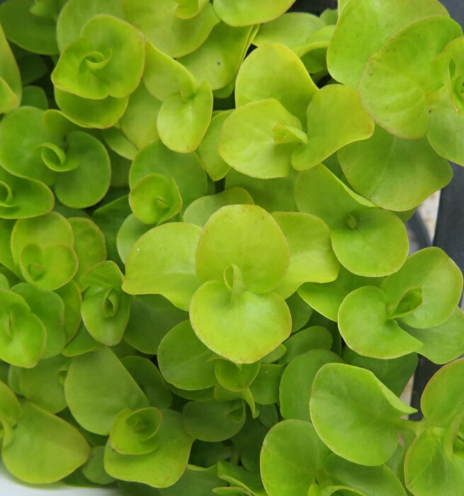 リシマキアトワイライト他 おまとめ6品種 リシマキア 'トワイライト