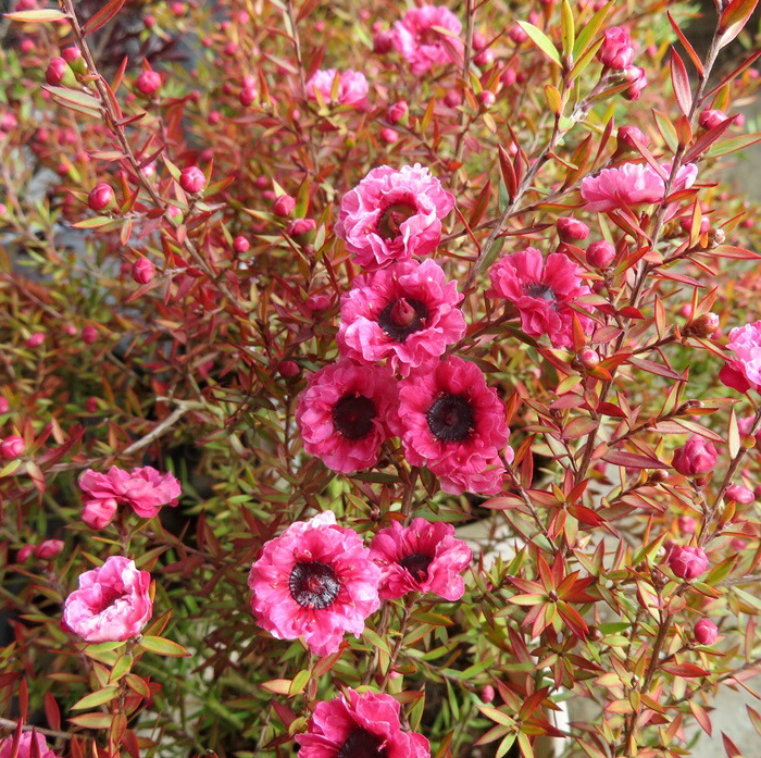 【マヘ】ギョリュウバイ　御柳梅　レプスペルマム　5本セット マヘ】ギョリュウバイ 御柳梅 レプスペルマム 5本セット 楽天市場