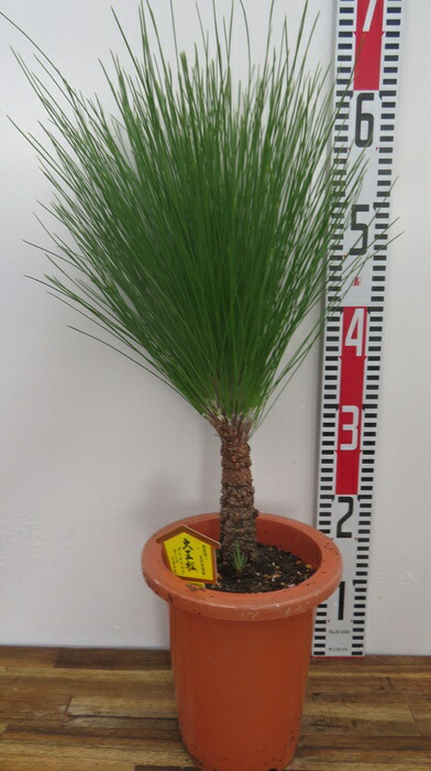 楽天市場】【送料無料】 モンタナ這松（モンタナハイマツ） 苗木