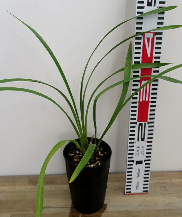 楽天市場】キンリョウヘン（金稜辺）5号鉢植え花芽付き : 千草園芸