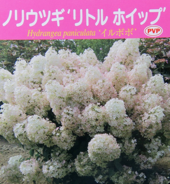 楽天市場 開花株 ノリウツギ ボブシェル Bomb Shell 5号鉢植え 21年入荷株 千草園芸