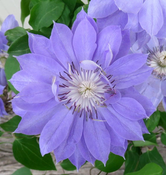 楽天市場 クレマチス テンシオ 薄紫八重咲き 3 5号苗 B11 千草園芸