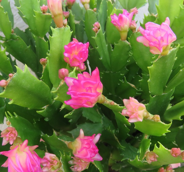 楽天市場 シャコバサボテン 蝦蛄葉サボテン コンペイトウ のいちご 3 5号鉢 千草園芸