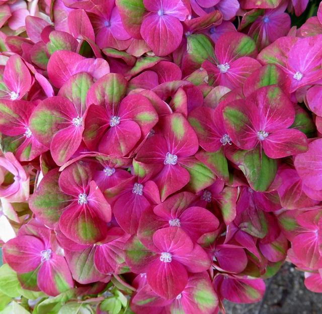 楽天市場 アジサイ 紫陽花 あじさい マジカル グリーンファイヤー 6号 E5 千草園芸